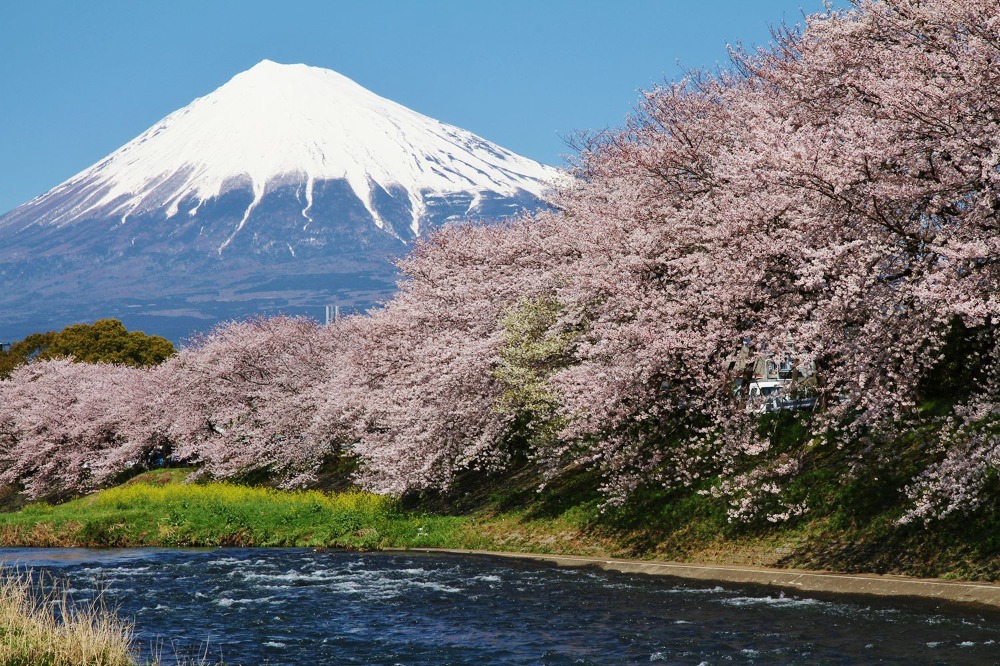 春爛漫！高設栽培イチゴ狩り食べ放題＆桜餅のおやつ付き♪静岡２つの桜の名所「三嶋大社」と富士と桜の絶景の画像
